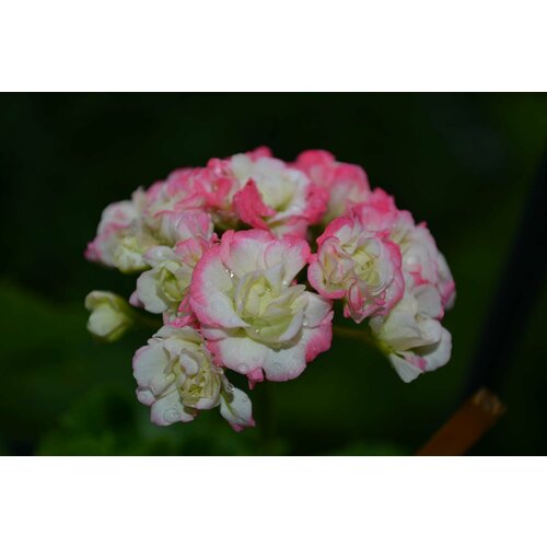 ������ ������ ������ ���������� ���������� ��������� ����� ���������� 4 �� (1 �������� (O)) ����