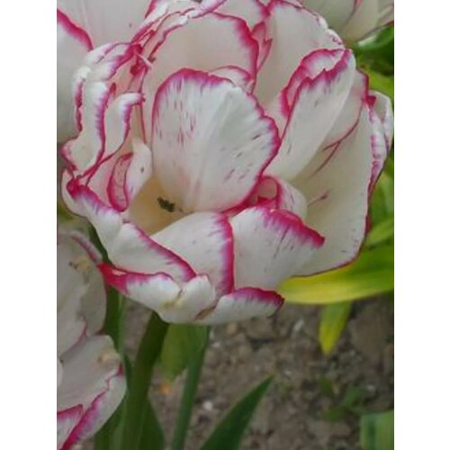 ������ ������ �������� ������� ������� - 10 ��. ����