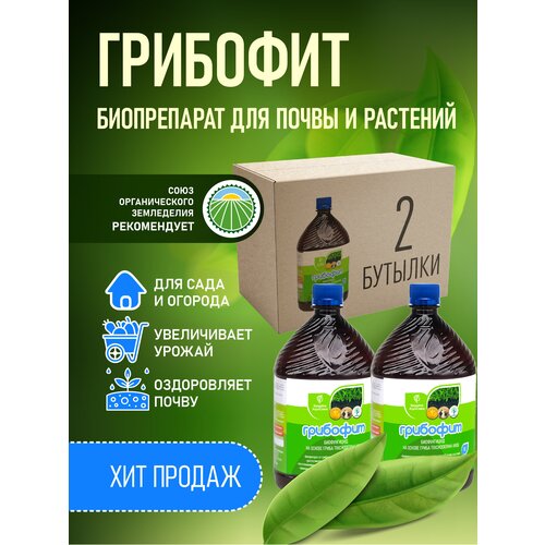 ������ ������ ����������� ���������� ������, Trichoderma viride �� ��������� �����������, ��������� 