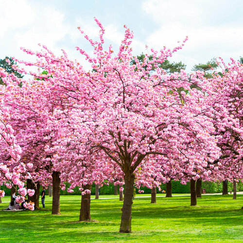 ������ ������ ������ �������� �����, ������, 5 �� ����