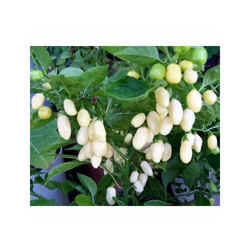 ������ ������ ������ ������ ����� Habanero White, 5 ����� + ������� ����