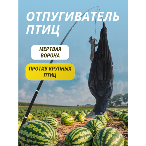 ������ ������ ������������ ���� ������ ������� ������ ����