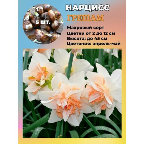 ������ ������ ������� ��������, �������� 5 ���� ����