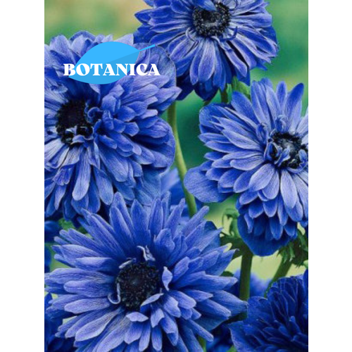 ������ ������ ������ ������, botanica garden, ������� ���� ���������, (10 ����) ����