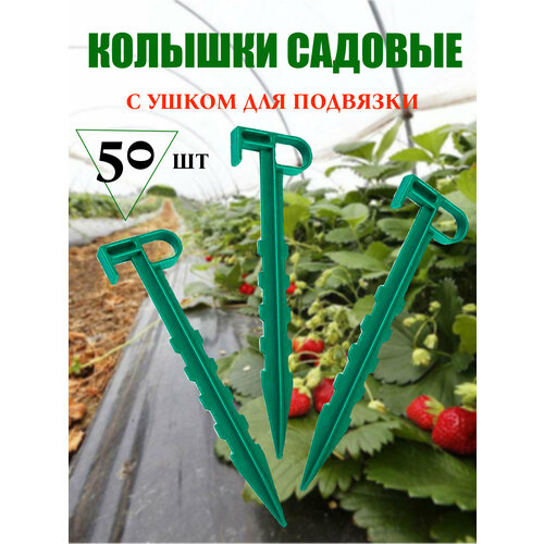 ������ ������ ������� ������� �������� 50 �� ����