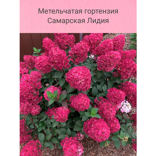 ������ ������ ����������� ��������� ��������� ����� ����