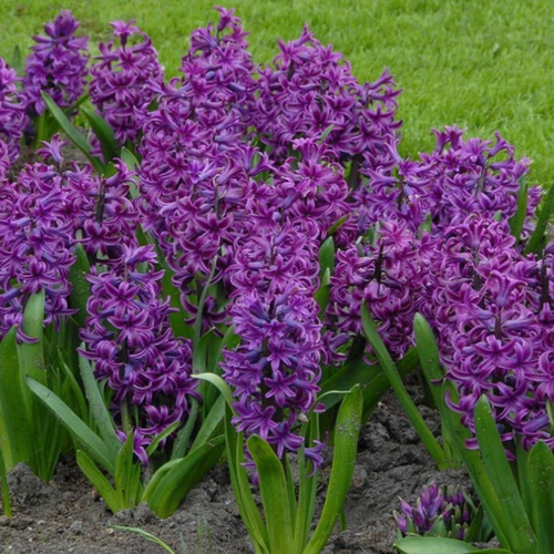 ������ ������ ������� PURPLE SENSATION (2 ��������) ����