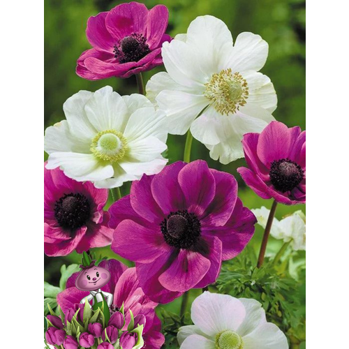 ������ ������ �������� ������, chipollino Flowers, ������� CANDY MIX (10 �������) ����