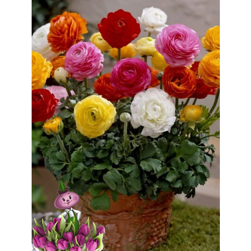 ������ ������ �������� ������, chipollino flowers, ���������� MIX (10 �������) ����