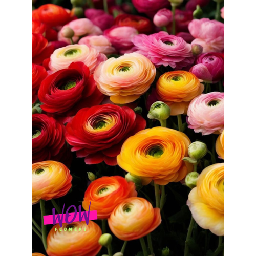 ������ ������ �������� ������ WOW FLOWERS ����������� ���� (10 ����) ������������ ����