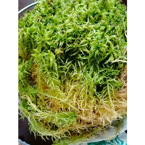 ������ ������ ��� ������� ( �����, ������ ������!), 100��. ����