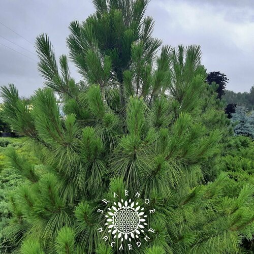 ������ ������ ������ ����� �������� (���. Coulter pine) 10�� �� Green Legacy ����