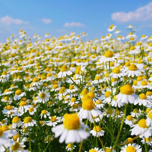 ������ ������ ������� �������� ������, ������, 500 �� ����