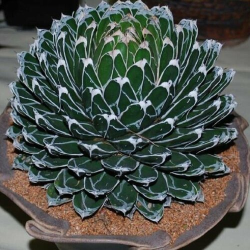 ������ ������ ����� �������� �������� ����������, Agave Victoriae Reginae compact, ������ ����