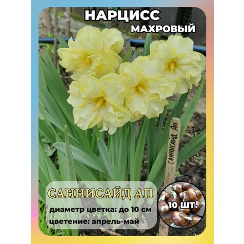 ������ ������ ������� ��������, ����������� ���������� �����, 10 ��. ����