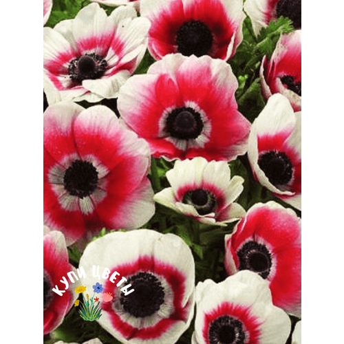 ������ ������ �������� ������, ���� �����, ������� BICOLOR (5 �������) . . ����