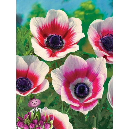 ������ ������ �������� ������, chipollino flowers, ������� BICOLOR (10 �������) ����