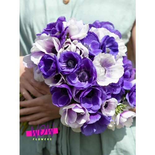 ������ ������ ������ ������, WOW FLOWERS, ������� �������� ���� (10 ����) ������������ ����