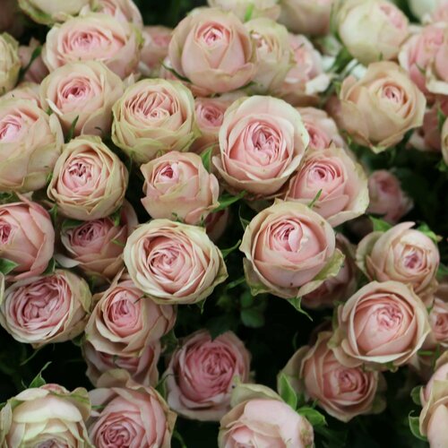 ������ ������ ���� ���������� ���� ��������� ����