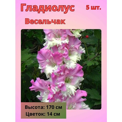 ������ ������ ��������� ��������������� ���������, �������� ���������� ����