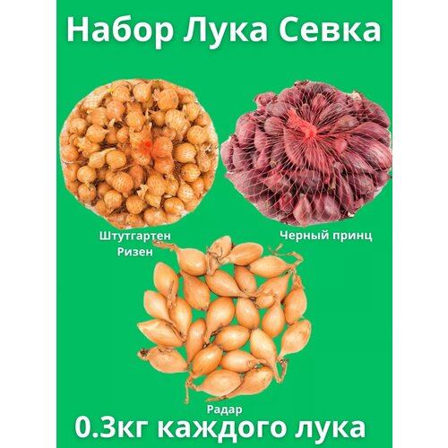 ������ ������ ����� ��� ����� 0.3 �� ����