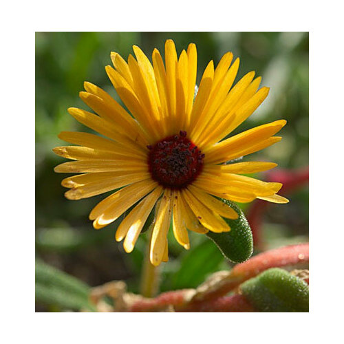 ������ ������ ������ ������ ����������� ����� (0,1 ��.) ����