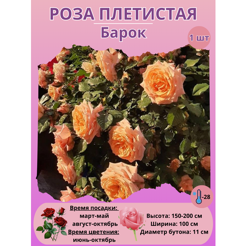 ������ ������ ���� ��������� �����, ����������� ����� ����