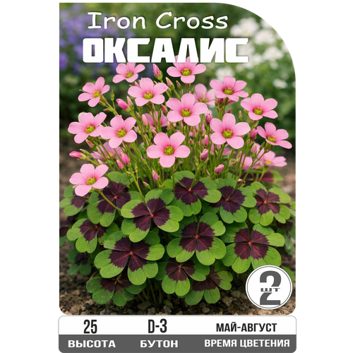 ������ ������ �������� Oxalis 