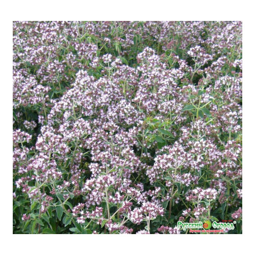 ������ ������ ������ ������ (�������) ������� ������ 0,05� (������� ������) ����