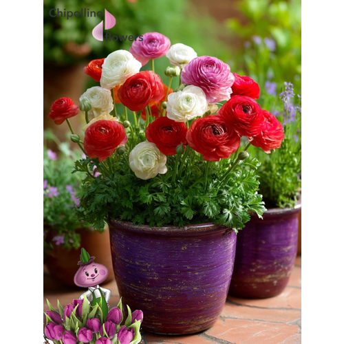 ������ ������ �������� ������, �hipollino flowers, ���������� RED AND WHITE MIX (10 �������) ����