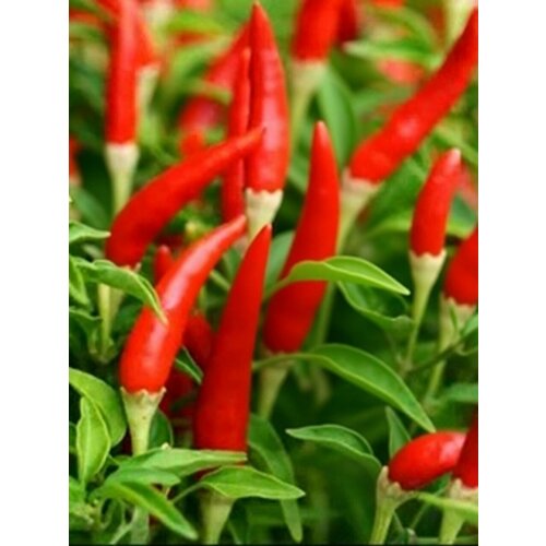������ ������ ������ ������ ����� Piri-Piri, 5 ����� + ������� ����