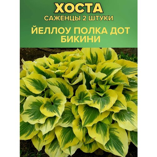 ������ ������ ����� �������, ����������� �������� 2����� ����