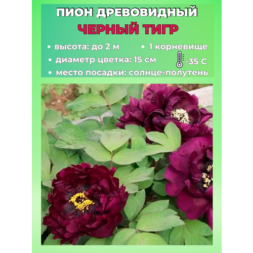 ������ ������ ���� ����������� ������ ����, ������� 1 ����� ����