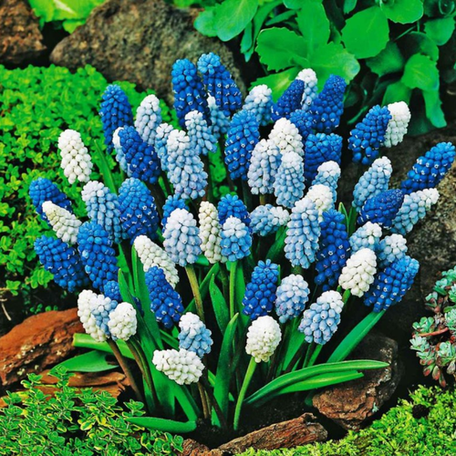 ������ ������ ������� ���� (20 ��) ����