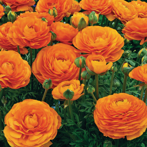 ������ ������ �������� ������, botanica garden, ���������� �����, ( 10 ���� ) ����