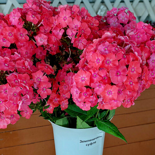 ������ ������ ����� ����������� �����, 1 ����� ����