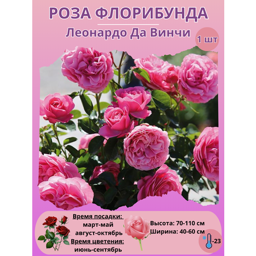 ������ ������ ���� ���������� �������� �� �����, ����������� ����� ��� ���� ����