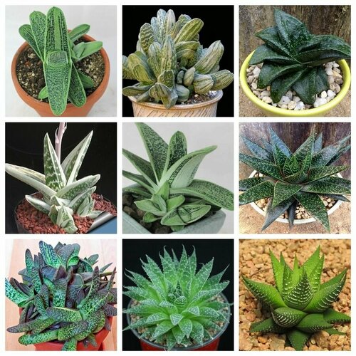 ������ ������ ��������� �������� ���� ������, ������ ����