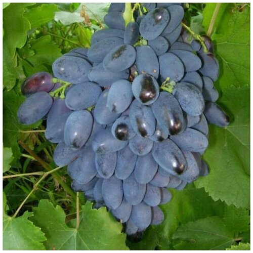 ������ ������ ������ ������ �������� �������� 15 ��. ����