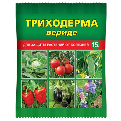 ������ ������ ���� ��������� �������� ��� ������ �������� �� �������� ���������� ������, 15 � ����