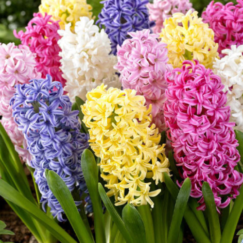 ������ ������ �������� �������� MIXED ( 5 �� ) ����