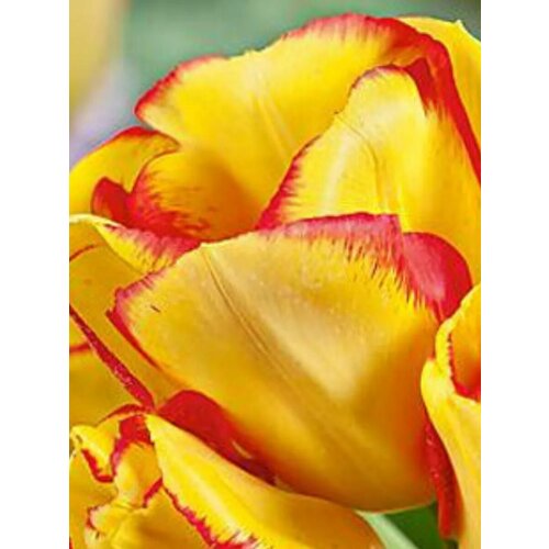 ������ ������ �������� ������� ������� - 10 ��. ����