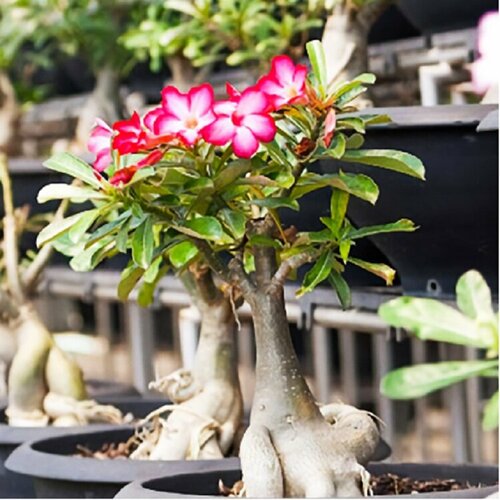 ������ ������ ������ ������ ������� ������ mix, ��������� ���� 5 �� ����