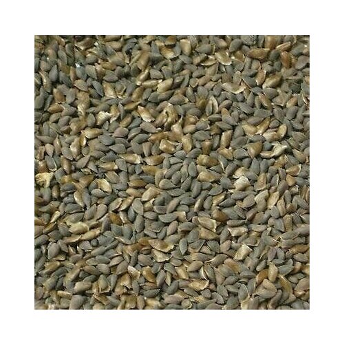 ������ ������ ������ ������� ��� Colorado Blue ����