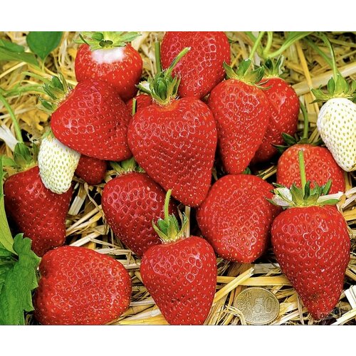 ������ ������ �������� ����� ����