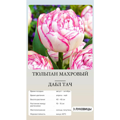 ������ ������ ������� �������� ����������� ������ ����