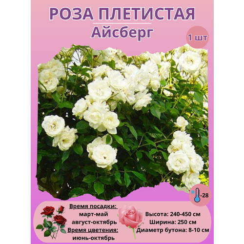 ������ ������ ���� ��������� �������, ����������� ����� ����