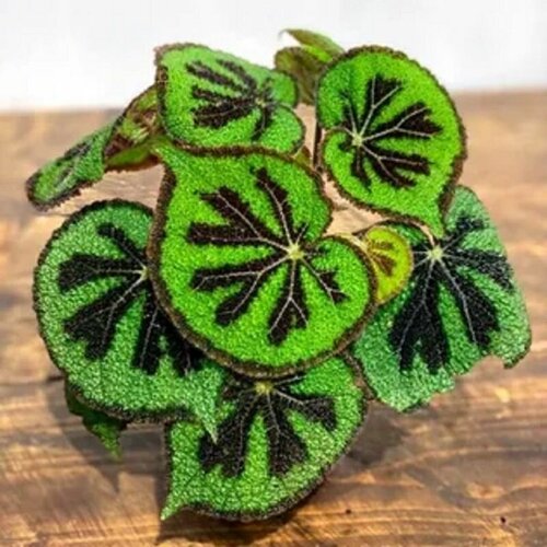 ������ ������ ������� ������, Begonia Masoniana, ������ ����