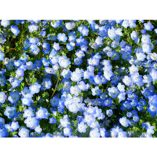 ������ ������ ������ �������� ������� ������� 0,09� ��� 15�� (�����) ����