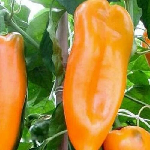 ������ ������ ������������� ������ ����� �������� ����������� ��������� ����